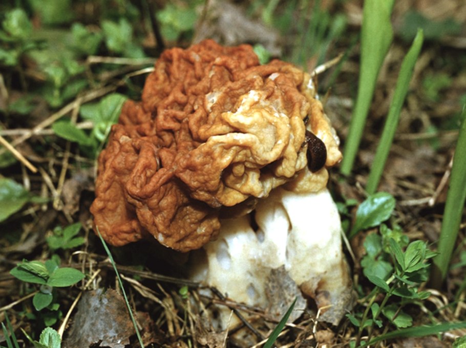 Строчок пучковый Gyromitra Fastigiata