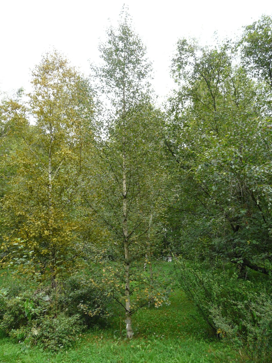 Береза пушистая Betula pubescens