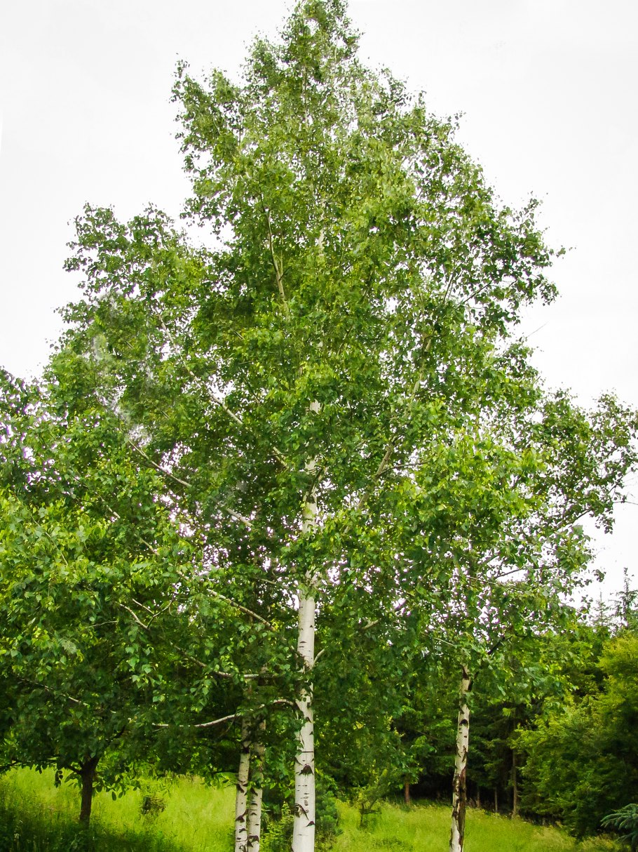 Береза пушистая Betula pubescens