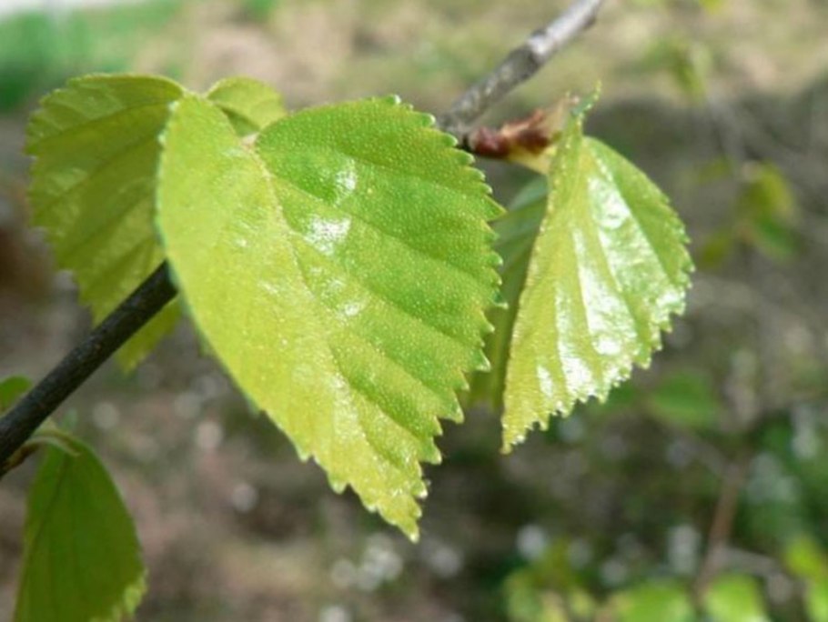 Зимостойкость береза пушистая