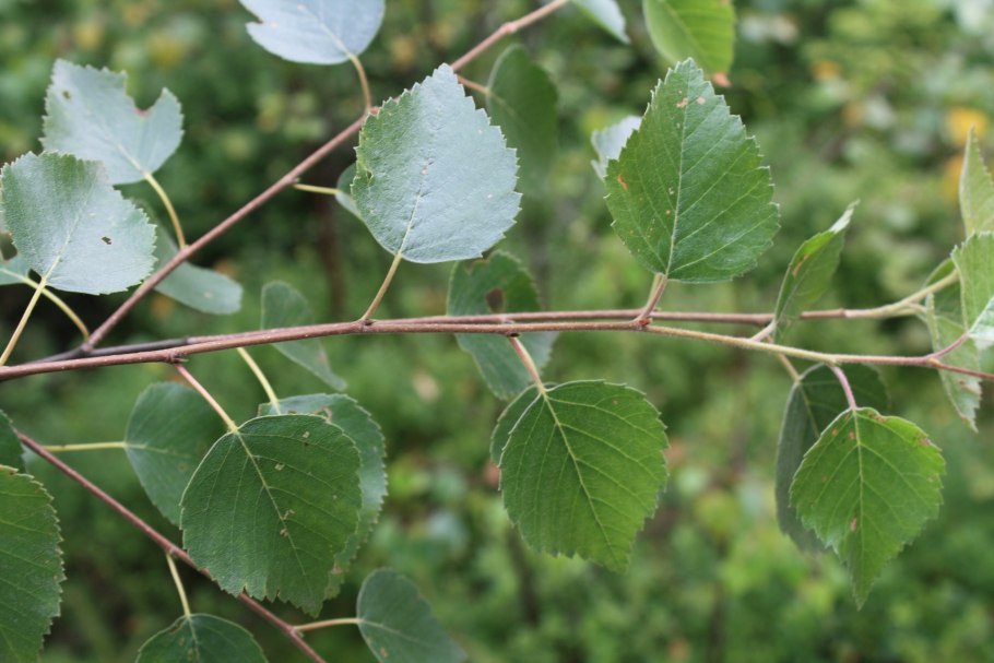 Betula pubescens листья