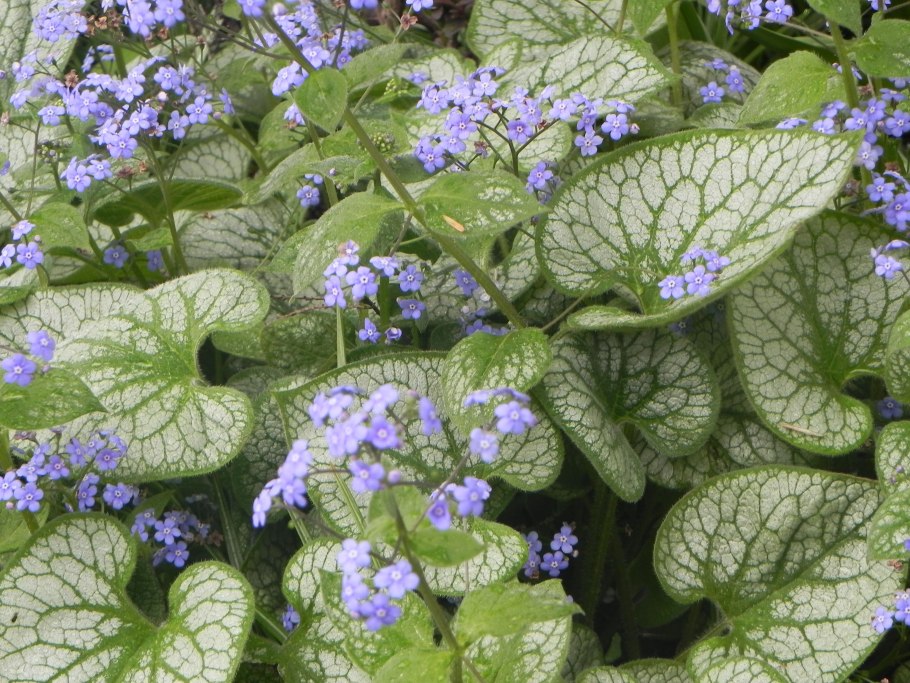 Бруннера Джек Гиант (Brunnera Jack the giant)