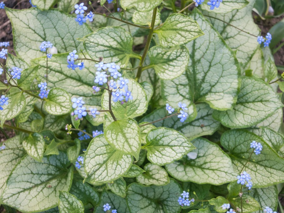Бруннера крупнолистная (Brunnera macrophylla `variegata`)