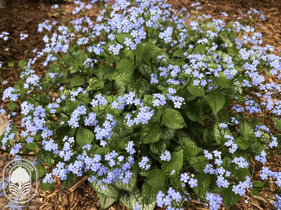 Бруннера macrophylla