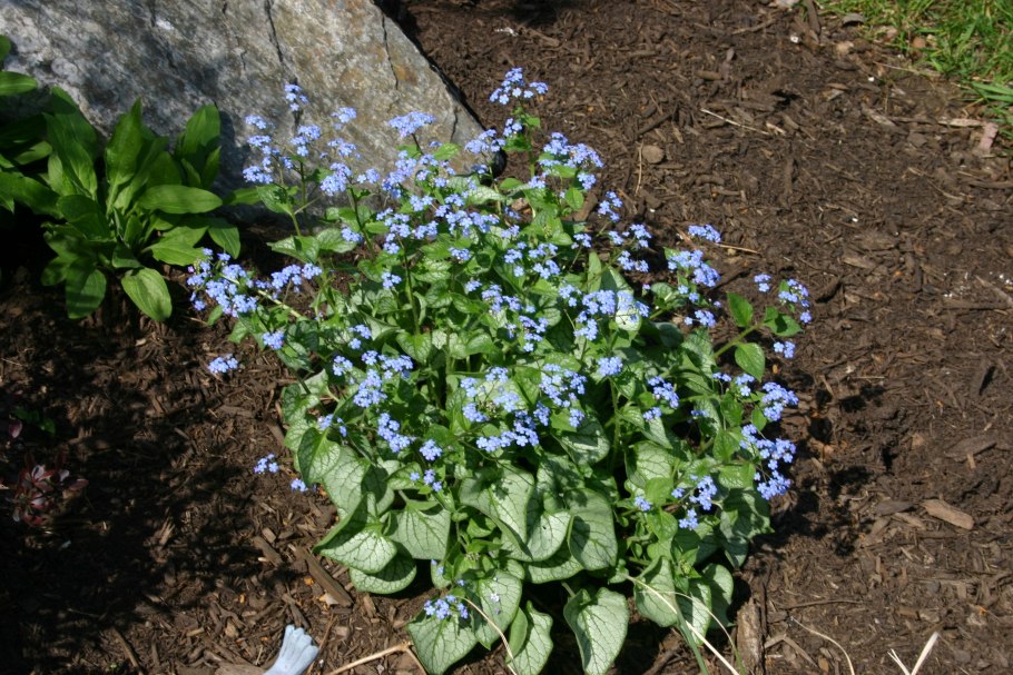 Brunnera macrophylla