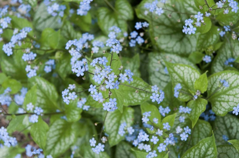 Бруннера крупнолистная Brunnera