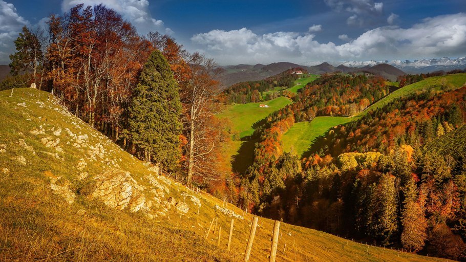 Крокус Архыз цветок