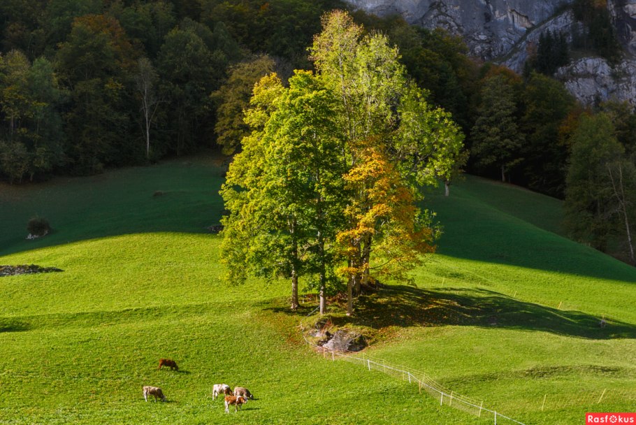 Альпийские Луга Абхазия