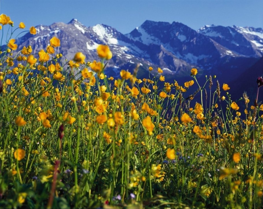 Цветущий луг Йеллоустоун