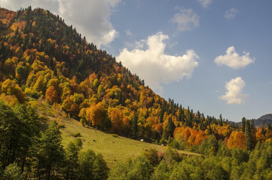 Абхазия осенью Альпийские Луга осенью