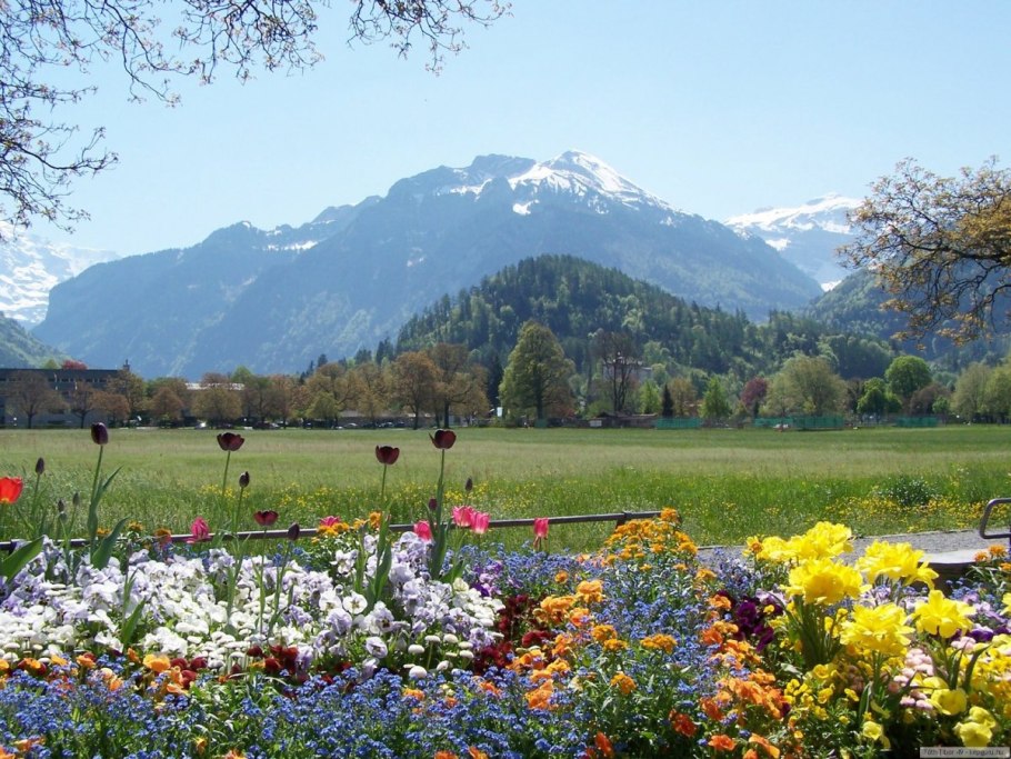 Абхазия горы цветы Луга