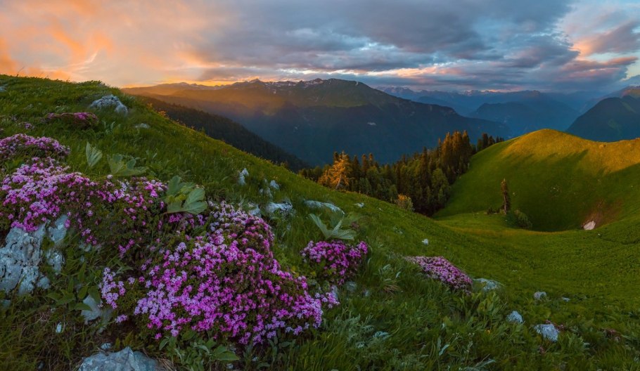 Рододендрон кавказский Домбай