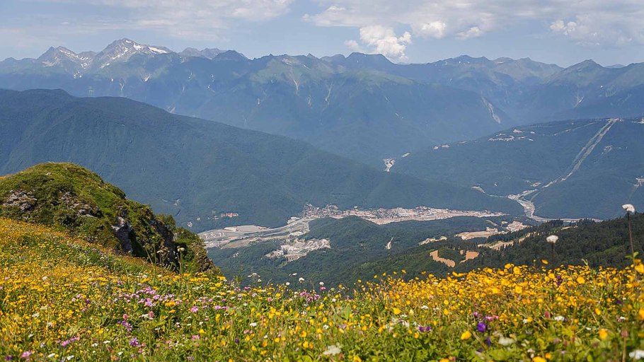 Полевые цветы в горах