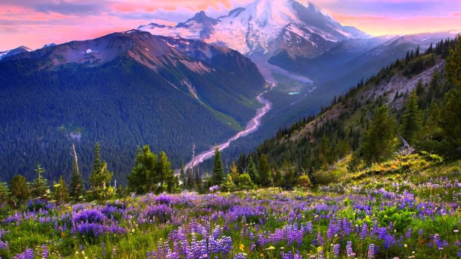 Горный Алтай разнотравье Долина