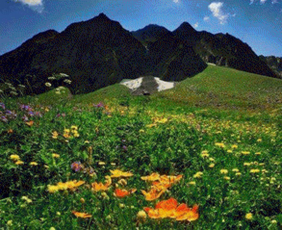 Альпийские Луга Кавказа . Эдельвейс