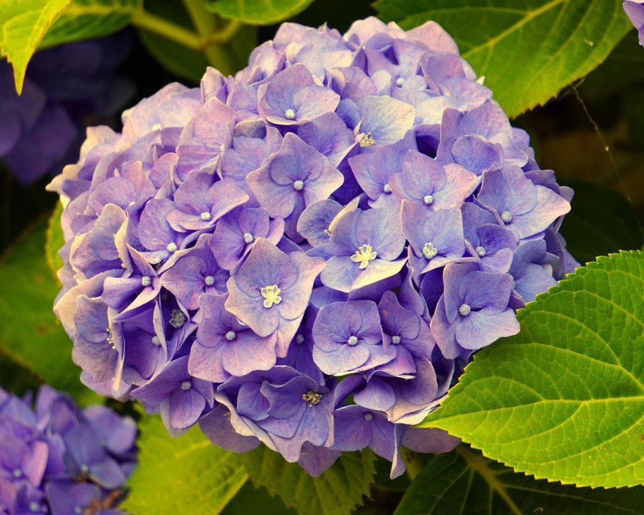 Гортензия крупнолистная Леммонхофф