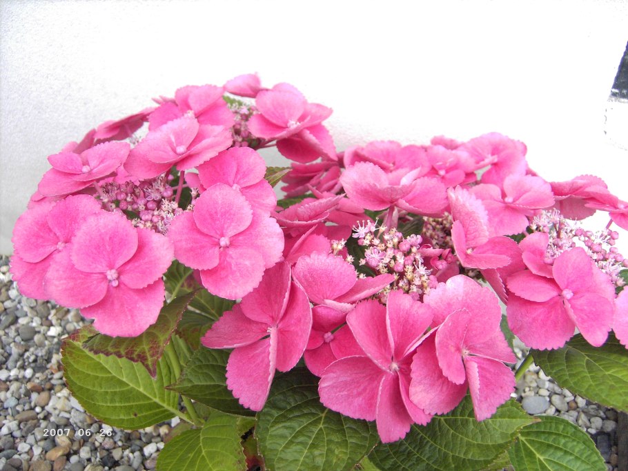 Гортензия крупнолистная Геркулес