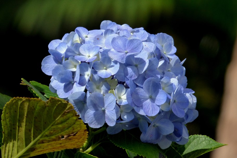 Гортензия крупнолистная Марико