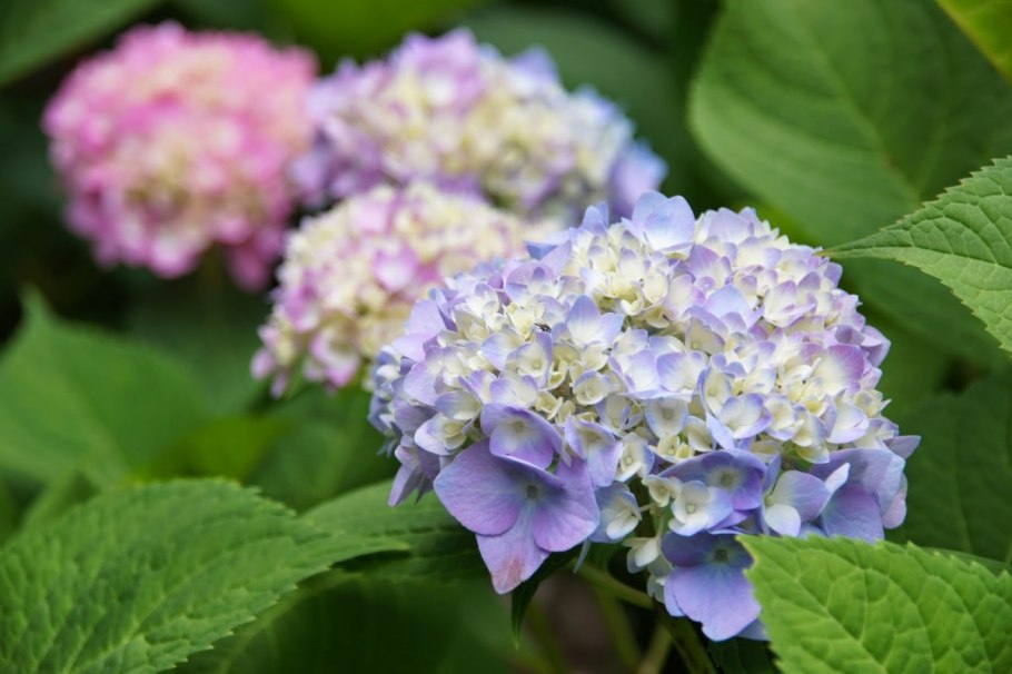 Гортензия Blauer Zwerg