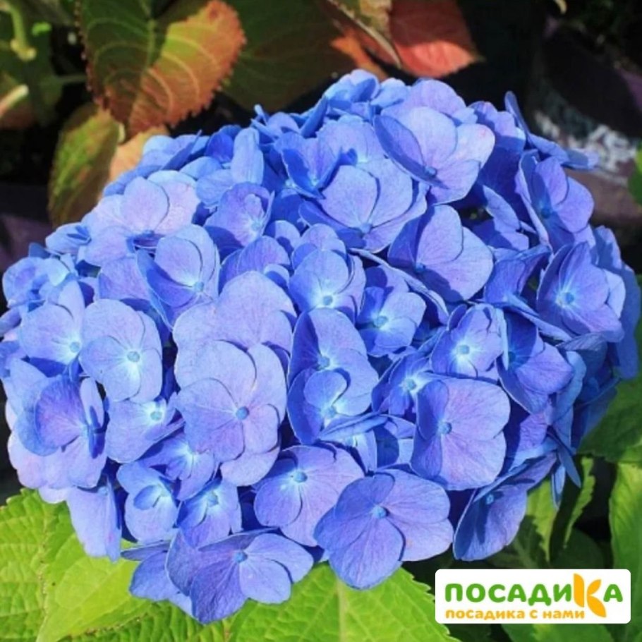 Hydrangea macrophylla 'emotion'