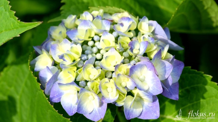 Гортензия крупнолистная Твист энд шаут