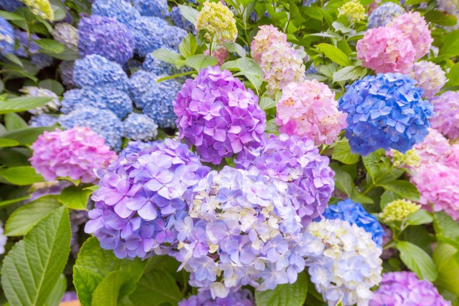 Гортензия крупнолистная Blaumeise