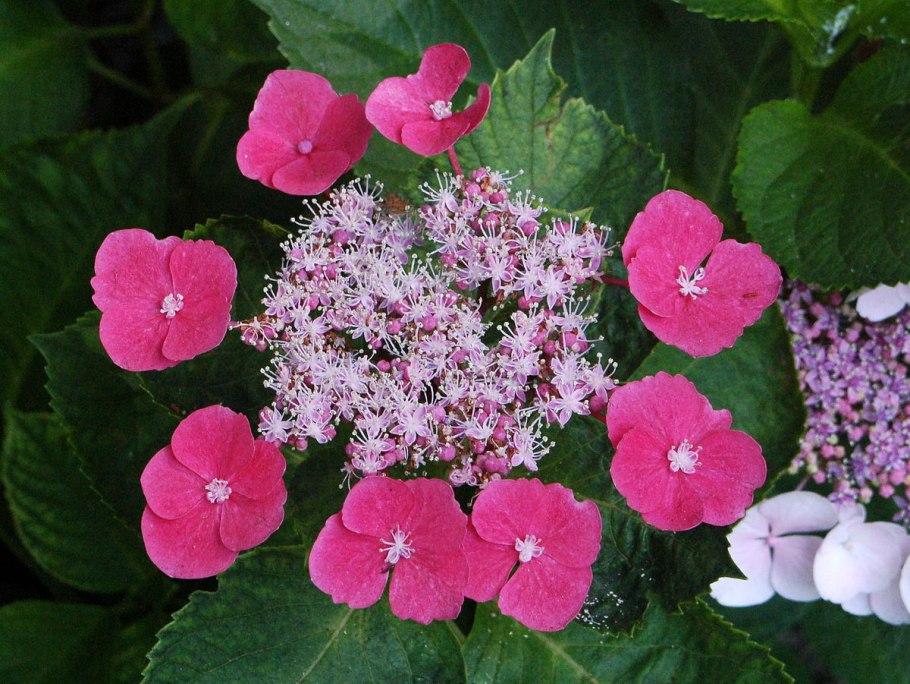 Гортензия крупнолистная доппио Бьянко