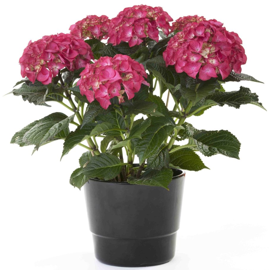 Гортензия крупнолистная Боденси