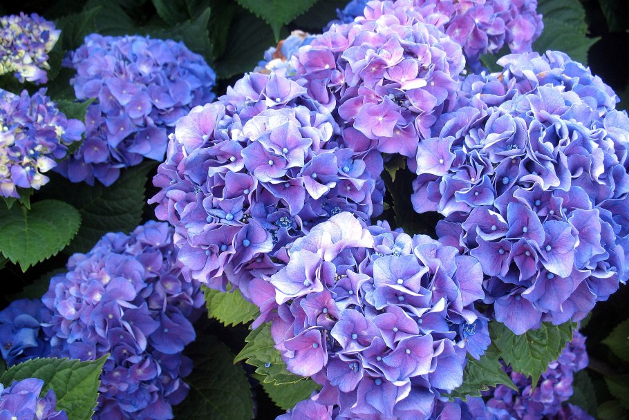 Гортензия крупнолистная 'Fasan'