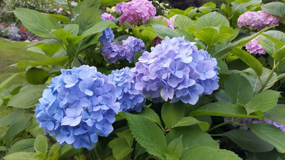 Гортензия Фрэнсис Блу