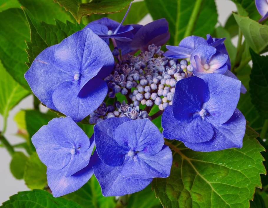 Гортензия пильчатая Bluebird