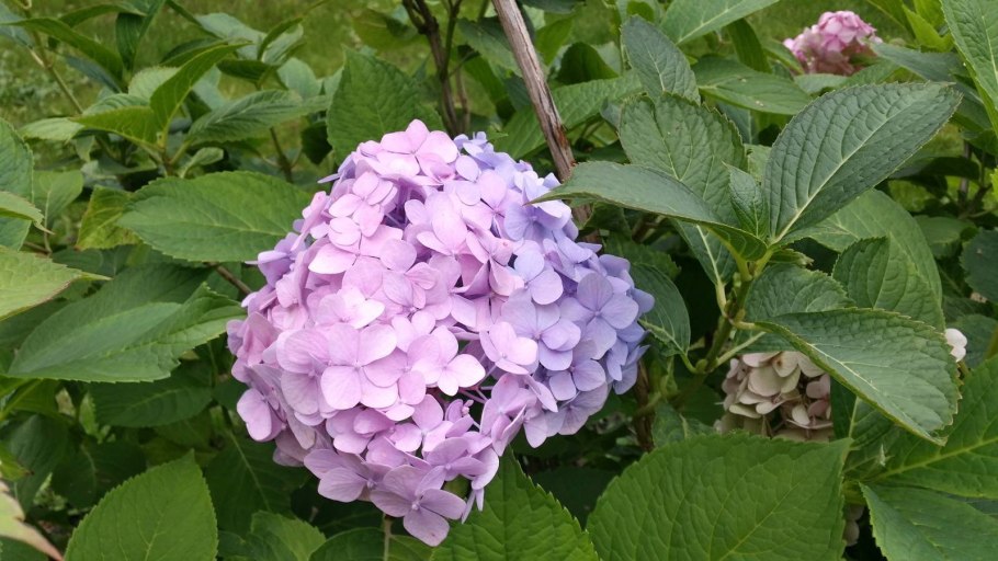 Гортензия дуболистная Сноу куин