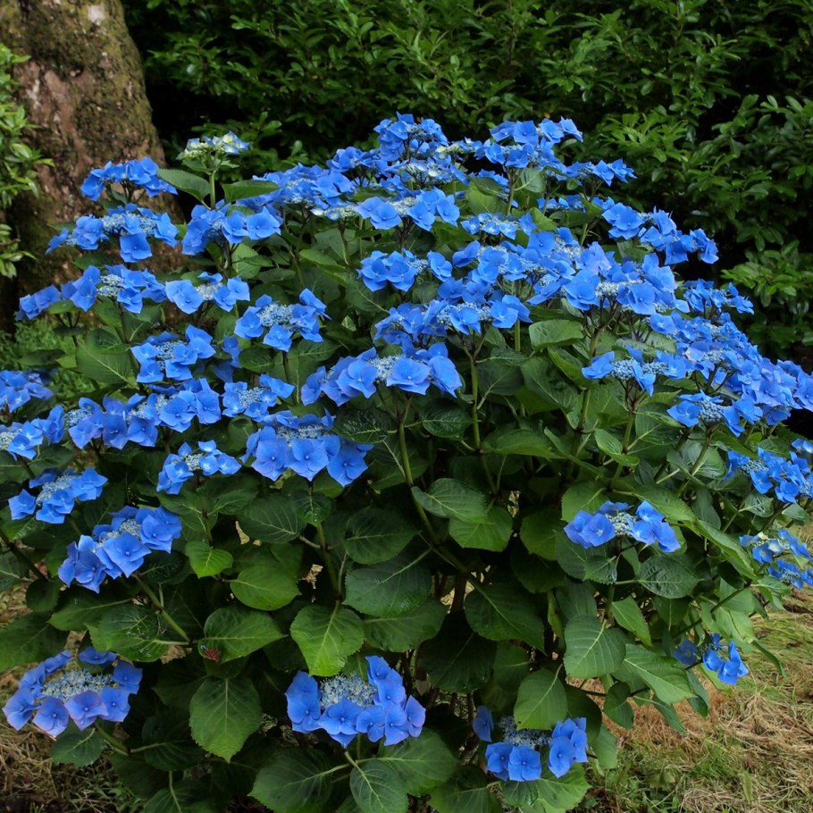 Гортензия крупнолистная Таубе