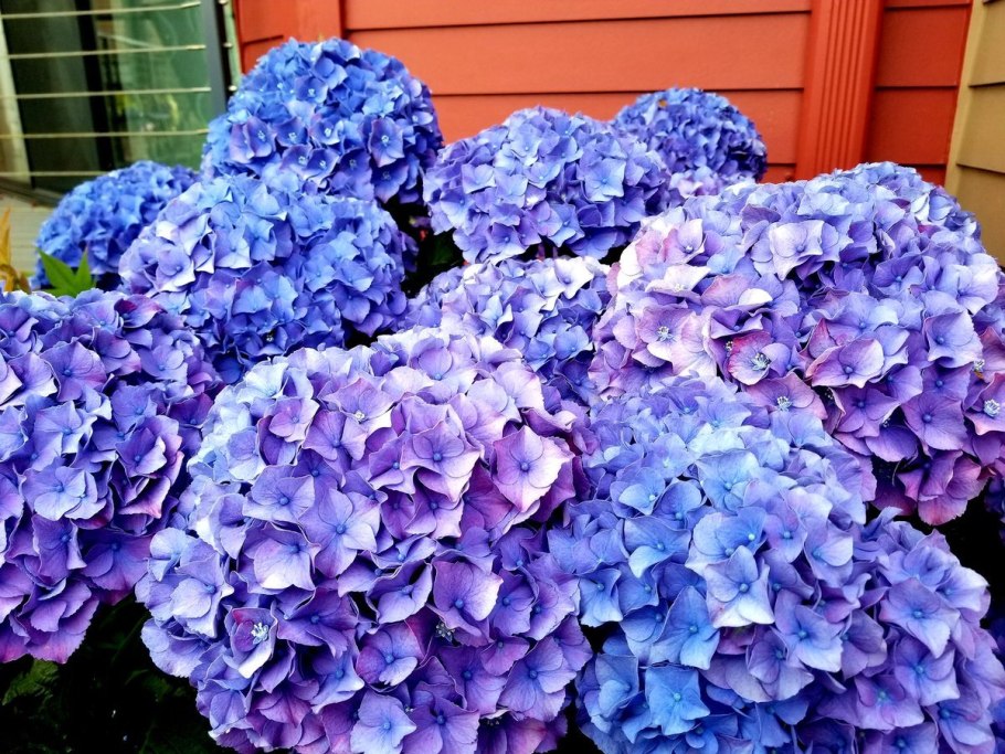Гортензия Блаумайзе крупнолистная