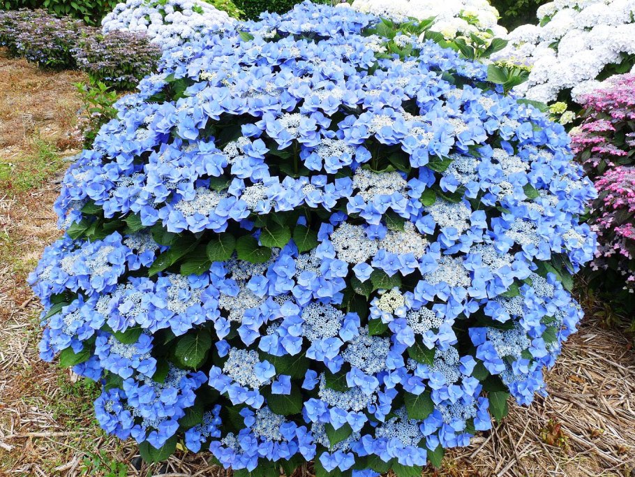 Гортензия пильчатая (Hydrangea serrata)
