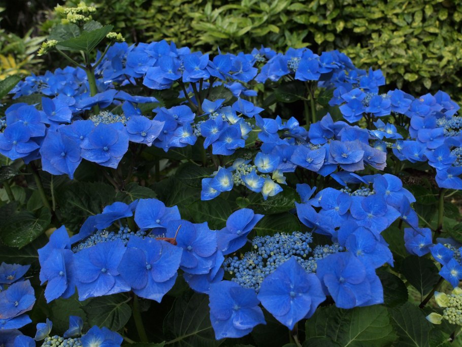 Гортензия Blauer Zwerg