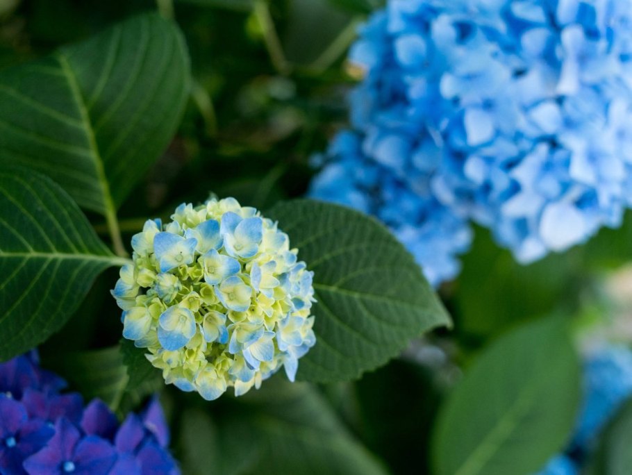 Hydrangea macrophylla Taube