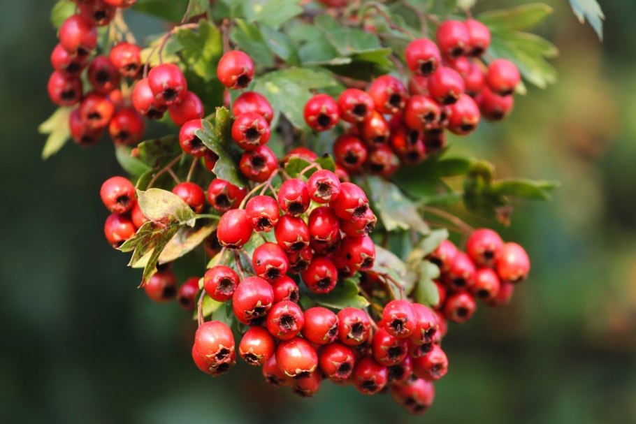 Боярышник (Crataegus)