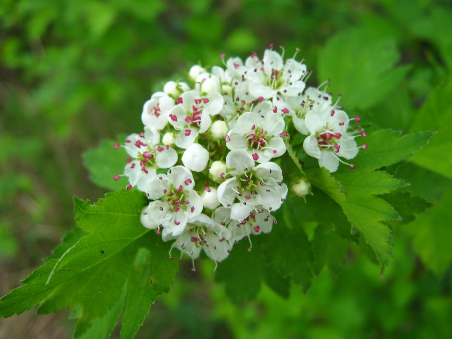 Боярышник зеленомясый (Crataegus chlorosarca)