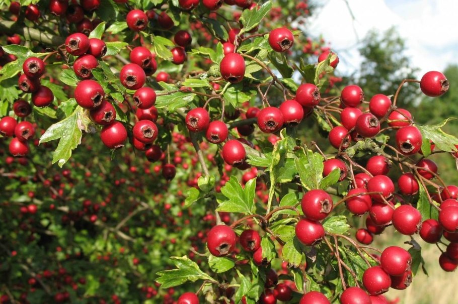 Боярышник кроваво-красный куст