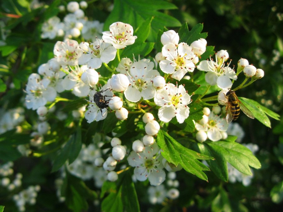 Боярышник обыкновенный Crataegus laevigata
