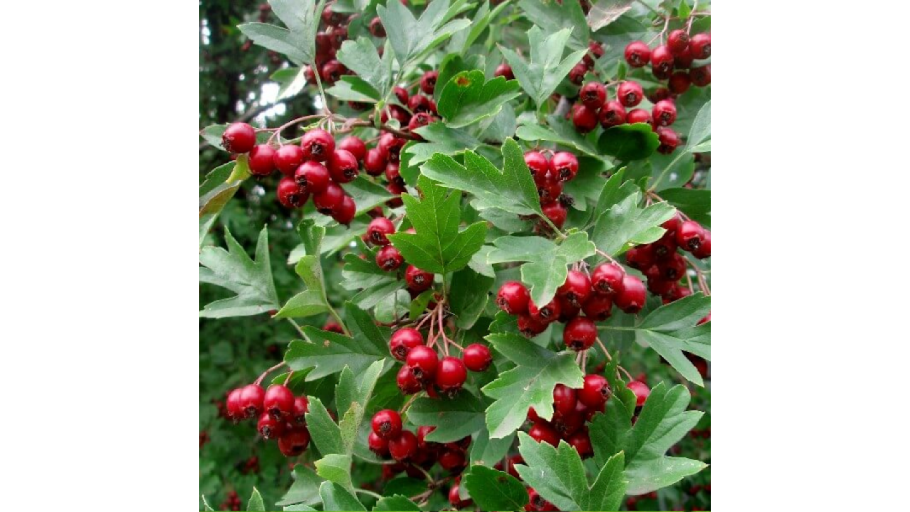 Боярышник обыкновенный Crataegus laevigata