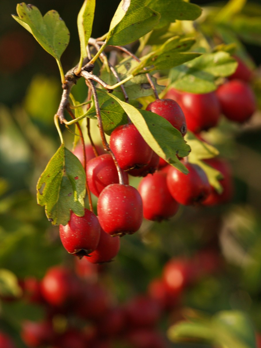 Боярышник однопестичный цветение