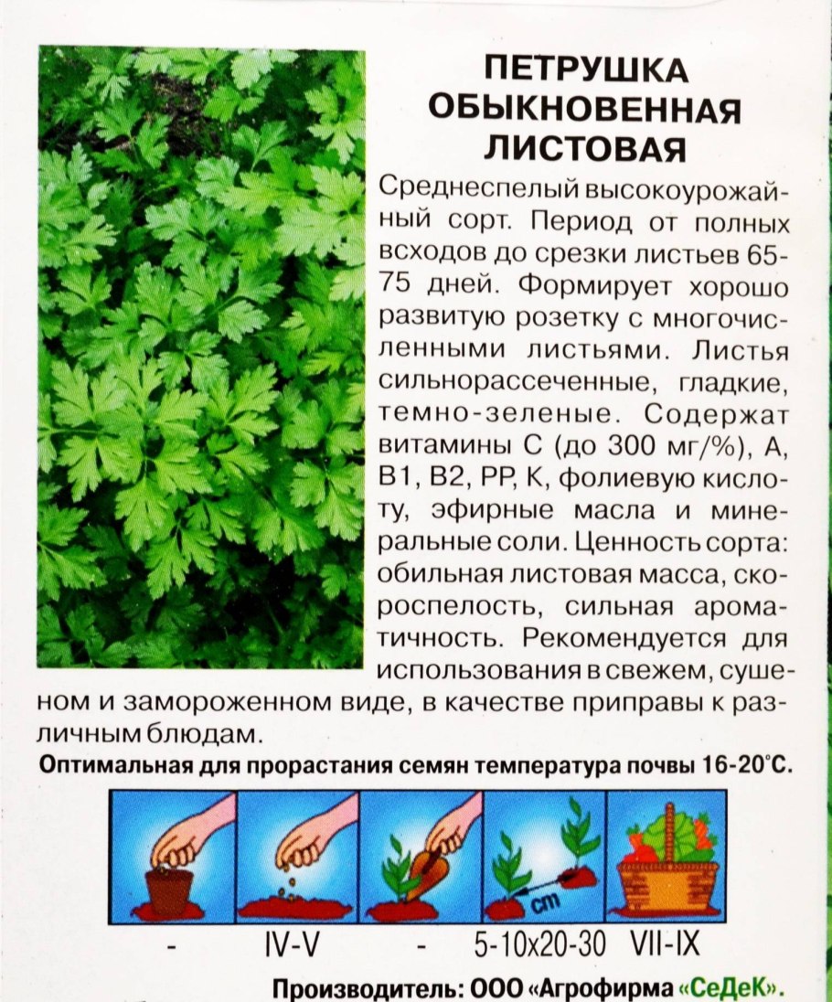 Петрушка сорт обыкновенная листовая