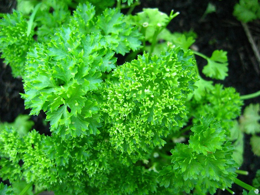 Петрушка parsley