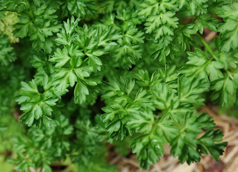 Петрушка parsley