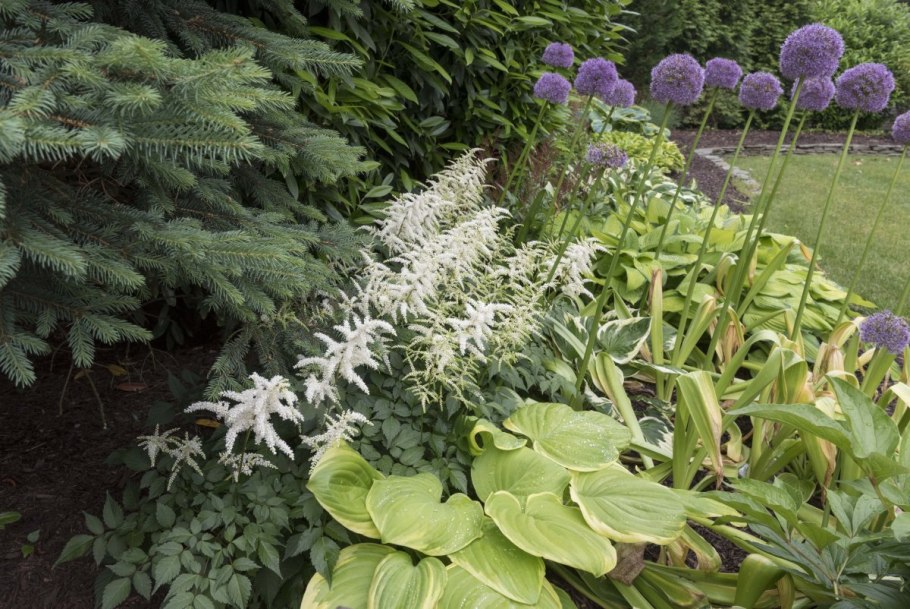 Хоста папоротник астильба