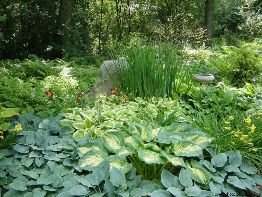Хоста (Hosta) – многолетник для тенистого цветника.