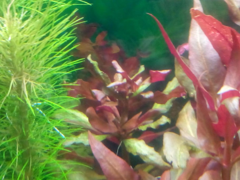 Анубиас грациозный (Anubias gracilis)