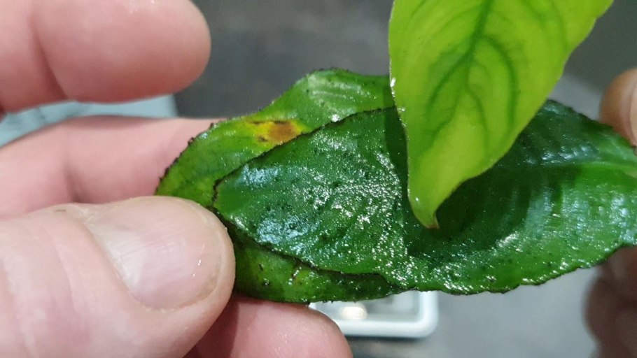Дефицит у аквариумных растений